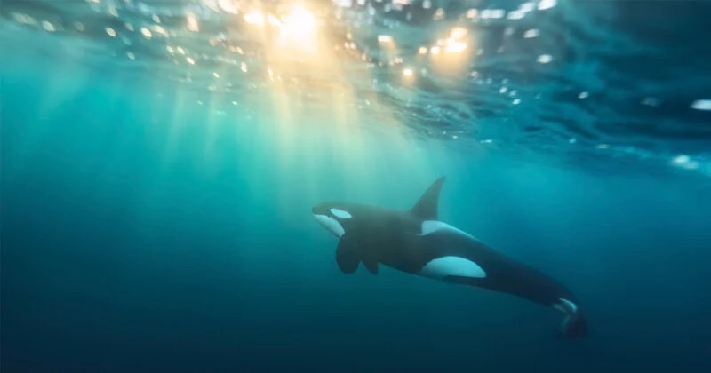 an orca swimming under the ocean